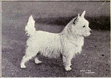 A black and white photograph of a small white terrier, looking very similar to the modern breed.
