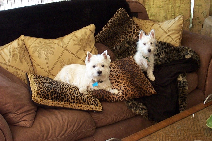Westies: Baxter and Bella’s Ancestry Lineage